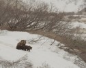 Земля медведей