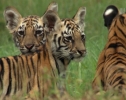 Animal Planet: Банда тигриц