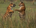 Animal Planet: Банда тигриц