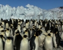 Nat Geo Wild: Дикая Антарктида