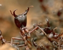 Nat Geo Wild: Удивительные насекомые