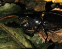 Nat Geo Wild: Удивительные насекомые