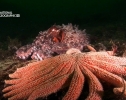 National Geographic: В Поисках гигантского осьминога