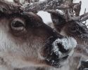 Челюскин. Задание императора