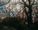 Лохматые предки