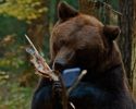 Мой папа — медведь