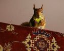 Космическая Машка